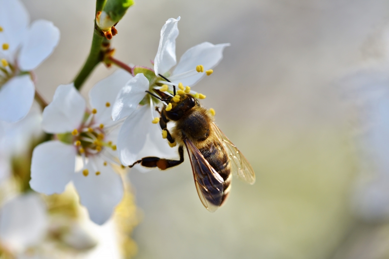 jardinerie-CANNES-min_bee-4092986